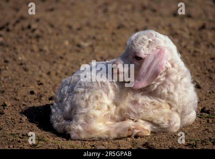 Chèvre angora, agneau, jeune animal, chèvre chameau Banque D'Images