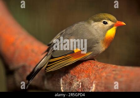 leiothrix à bec rouge (Leiothrix lutea), China Sunbird, Chinese Sunbird, China Nightingale, Chinese Nightingale Banque D'Images