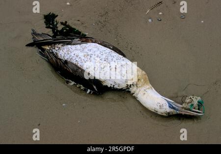 Le gantet du Nord (Morus bassanus) est mort dans le filet de pêche Banque D'Images