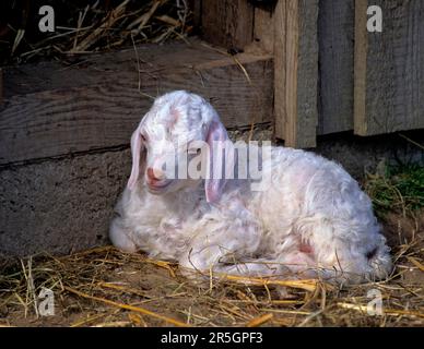 Chèvre angora, agneau, jeune animal, chèvre chameau Banque D'Images