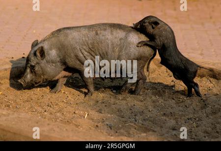 Cochon à ventre plat, cochon vietnamien à ventre plat avec jeunes Banque D'Images