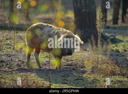 Porc mangalica, Mangaliza, Mangaliza, porc mouton, porc laineux Mangaliza Banque D'Images