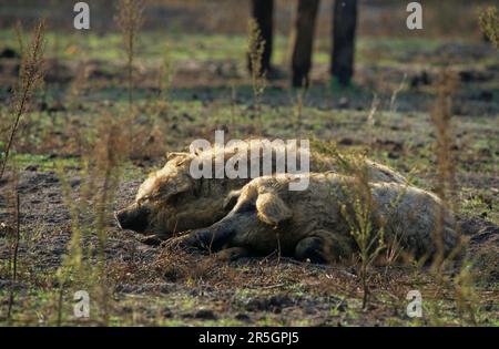 Porc mangalica, Mangaliza, Mangaliza, porc mouton, porc laineux Mangaliza Banque D'Images