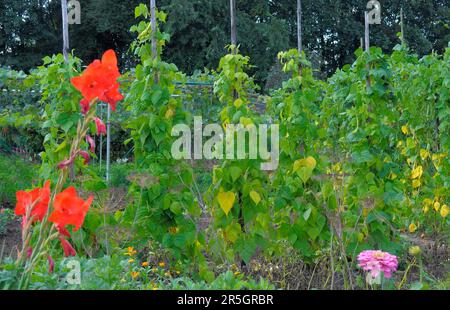 Rose orange unique entourée de haricots, haricot vivace Banque D'Images