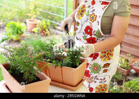 Femme âgée de replanter des fleurs pour une meilleure croissance Banque D'Images