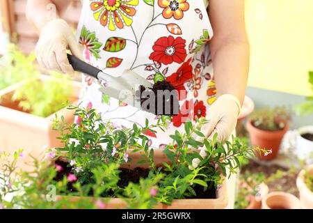 Femme âgée de replanter des fleurs pour une meilleure croissance Banque D'Images