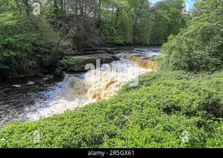 Lower Force, Aysgarth Falls sur la rivière Ure à Wensleydale, North Yorkshire, Angleterre, Royaume-Uni Banque D'Images