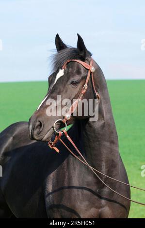 American Quarter Horse, Mare, Black, Bridle, Water Snaffle Banque D'Images