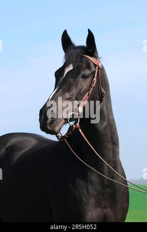 American Quarter Horse, Mare, Black, Bridle, Water Snaffle Banque D'Images