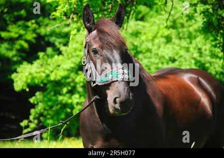 Noriker coldblood, jument, cheval de sang froid, cheval noir, halter traditionnel Banque D'Images