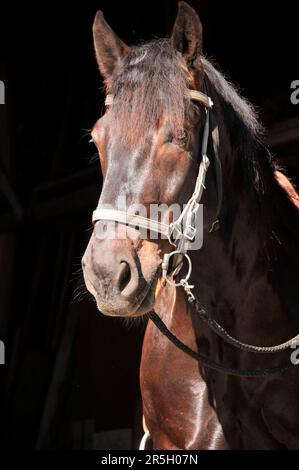 Noriker ColdBlood, Gelding, cheval ColdBlood, cheval noir Banque D'Images