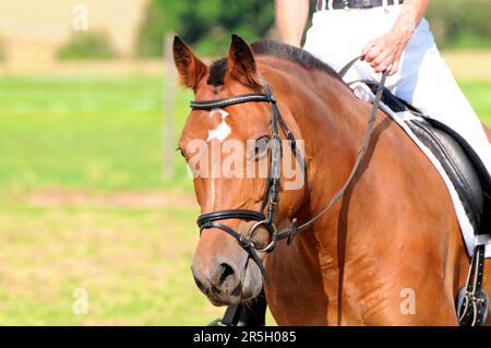 Cavalier sur Freiberger, FM, Franches montagnes, ColdBlood, cheval ColdBlood, Dressage, marche, Rider, Mane rasé Banque D'Images