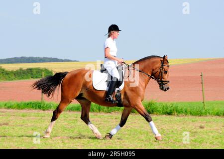 Cavalier sur Freiberger, FM, Franches montagnes, ColdBlood, cheval ColdBlood, Dressage, promenade, Rider Banque D'Images