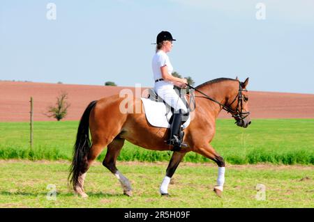 Cavalier sur Freiberger, FM, Franches montagnes, ColdBlood, cheval ColdBlood, Dressage, promenade, Rider Banque D'Images
