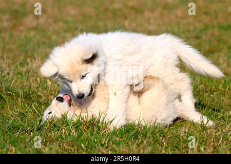 Chiens de berger blancs, chiots, chiens de berger blancs, chiens de berger blancs, chiens de berger blancs, Berger blanc Suisse Banque D'Images