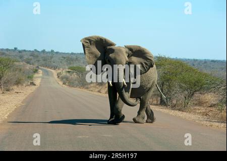 Éléphant d'Afrique (Loxodonta africana) sur la route, Parc national Kruger, Afrique du Sud, exemple Banque D'Images