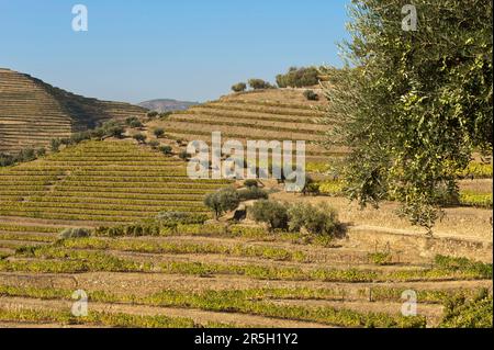 Région viticole d'Alto Douro, vignobles de Porto, Alto Douro, Tlas-os-Montes, Portugal, Vignobles de Port Banque D'Images