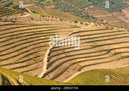 Région viticole d'Alto Douro, vignobles de Porto, Alto Douro, Tlas-os-Montes, Portugal, Vignobles de Port Banque D'Images