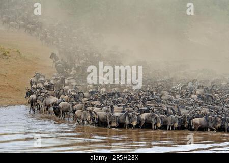 Flétrissure bleue (Connochaetes taurinus) traversant la rivière Mara, réserve de gibier de Maasai Mara, flétrissure, rivière Mara, poussière, nuage de poussière, Kenya Banque D'Images