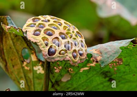 Lotus indien (Nelumbo nucifera), tête de semis Kota Kinabalu, Sabah, Bornéo, Malaisie Banque D'Images