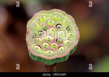 Lotus indien (Nelumbo nucifera), tête de semis Kota Kinabalu, Sabah, Bornéo, Malaisie Banque D'Images