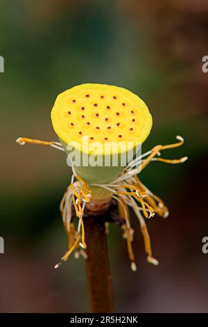 Lotus indien (Nelumbo nucifera), tête de semis Kota Kinabalu, Sabah, Bornéo, Malaisie Banque D'Images