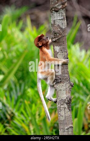 Coati, jeune, Labuk Bay, Sabah, singe proboscis (Nasalis larvatus), Malaisie Banque D'Images