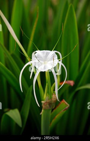 Nénuphars araignées, Kota Kinabalu, Sabah, Bornéo, Malysia (Hymenocallis occidentalis) Banque D'Images