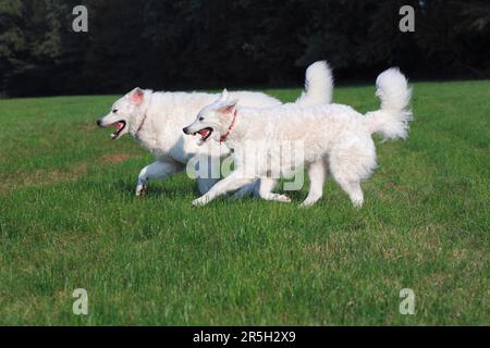 Kuvacz, homme et femme, Kuvasz, chien de garde, sur les côtés Banque D'Images