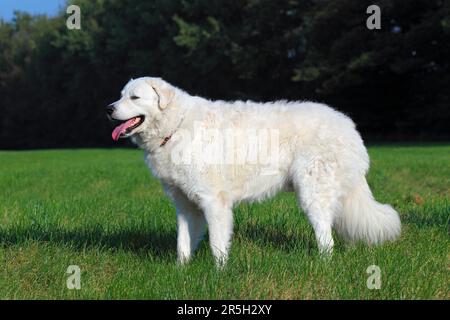 Kuvacz, homme, Kuvasz, chien de garde, latéral Banque D'Images