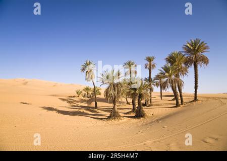 Palmiers dattiers, oasis d'Um el Ma, désert libyen, Sahara, Libye Banque D'Images