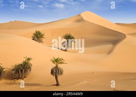 Datez palmiers et dunes de sable, Um el Ma Oasis, désert libyen, Sahara, Libye Banque D'Images