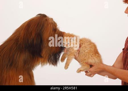 Briard, 1 ans, et chat domestique, chaton, Berger de Brie Banque D'Images