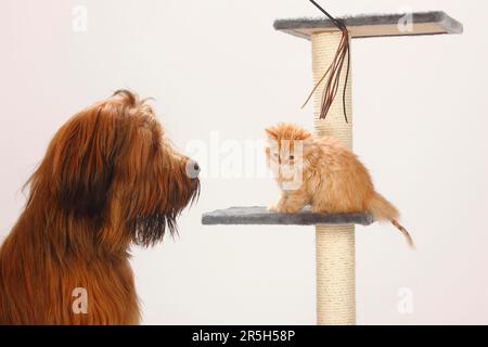 Briard, 1 ans, et chat domestique, chaton, sur l'arbre de chat, Berger de Brie, sur le côté Banque D'Images