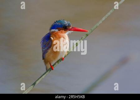 Malachite Kingfisher (Alcedo cristata), parc national Kruger, Afrique du Sud Banque D'Images