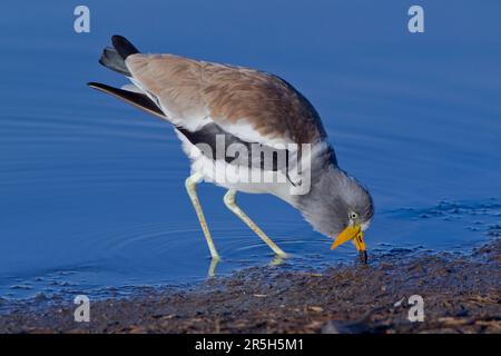 Pluvier à couronne blanche (Vanellus albiceps), parc national Kruger, Afrique du Sud Banque D'Images