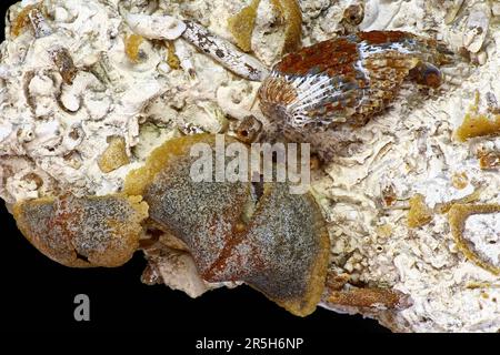 Accumulation de paléofaune fossilisé dans le calcaire. Brachiopodes, rugoses, segments de nénuphars, aiguilles d'oursins. Période carbonifère, Russie Banque D'Images