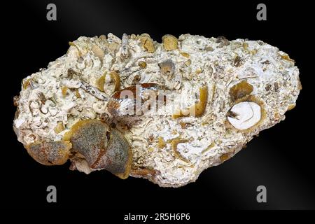 Accumulation de paléofaune fossilisé dans le calcaire. Brachiopodes, rugoses, segments de nénuphars, aiguilles d'oursins. Période carbonifère, Russie Banque D'Images