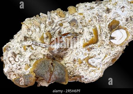 Accumulation de paléofaune fossilisé dans le calcaire. Brachiopodes, rugoses, segments de nénuphars, aiguilles d'oursins. Période carbonifère, Russie Banque D'Images