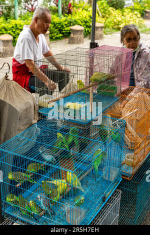 Oiseaux exotiques colorés à vendre au marché aux oiseaux de Hong Kong (marché aux oiseaux de la rue Yuen po), Kowloon, Hong Kong, Chine. Banque D'Images