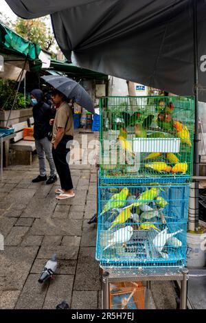 Oiseaux exotiques colorés à vendre au marché aux oiseaux de Hong Kong (marché aux oiseaux de la rue Yuen po), Kowloon, Hong Kong, Chine. Banque D'Images