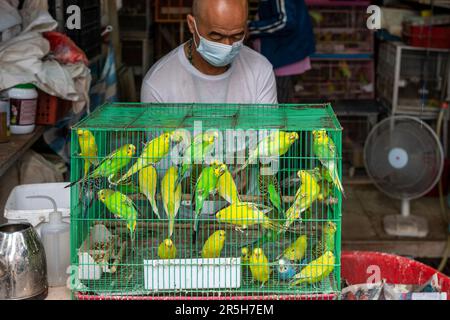 Oiseaux exotiques colorés à vendre au marché aux oiseaux de Hong Kong (marché aux oiseaux de la rue Yuen po), Kowloon, Hong Kong, Chine. Banque D'Images