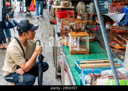 Un homme regardant les oiseaux de cage au marché aux oiseaux de Hong Kong (marché aux oiseaux de la rue Yuen po), Kowloon, Hong Kong, Chine. Banque D'Images