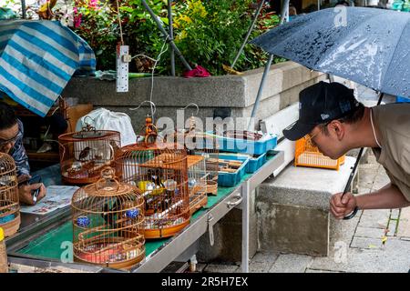 Un homme regardant les oiseaux de cage au marché aux oiseaux de Hong Kong (marché aux oiseaux de la rue Yuen po), Kowloon, Hong Kong, Chine. Banque D'Images