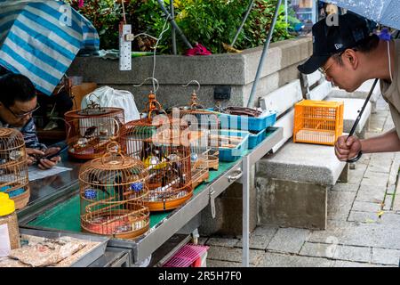 Un homme regardant les oiseaux de cage au marché aux oiseaux de Hong Kong (marché aux oiseaux de la rue Yuen po), Kowloon, Hong Kong, Chine. Banque D'Images