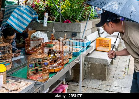 Un homme regardant les oiseaux de cage au marché aux oiseaux de Hong Kong (marché aux oiseaux de la rue Yuen po), Kowloon, Hong Kong, Chine. Banque D'Images