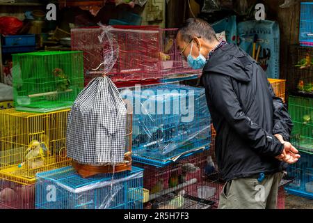 Un homme regardant les oiseaux de cage au marché aux oiseaux de Hong Kong (marché aux oiseaux de la rue Yuen po), Kowloon, Hong Kong, Chine. Banque D'Images