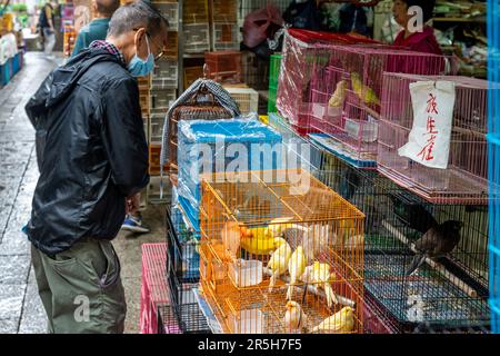 Un homme regardant les oiseaux de cage au marché aux oiseaux de Hong Kong (marché aux oiseaux de la rue Yuen po), Kowloon, Hong Kong, Chine. Banque D'Images