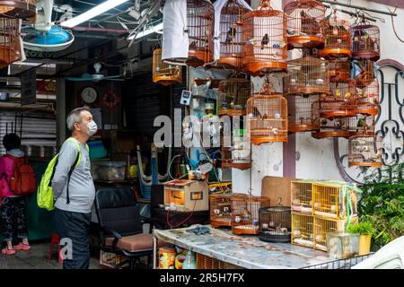 Oiseaux exotiques à vendre au marché aux oiseaux de Hong Kong (marché aux oiseaux de la rue Yuen po), Kowloon, Hong Kong, Chine. Banque D'Images