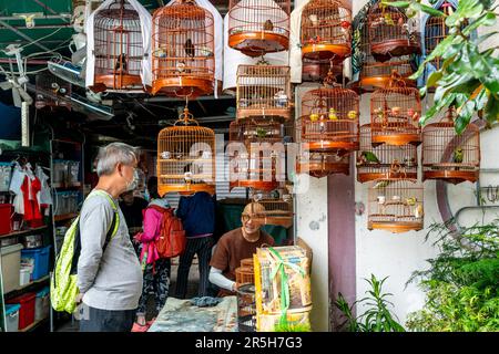 Oiseaux exotiques à vendre au marché aux oiseaux de Hong Kong (marché aux oiseaux de la rue Yuen po), Kowloon, Hong Kong, Chine. Banque D'Images